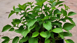 点都德的茶叶哪里有卖